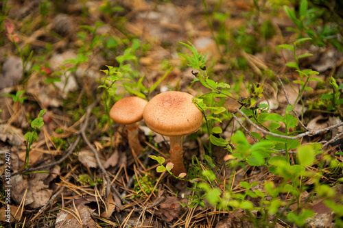 honey mushrooms in the autumn forest close-up. Two edible mushrooms with brown hats.