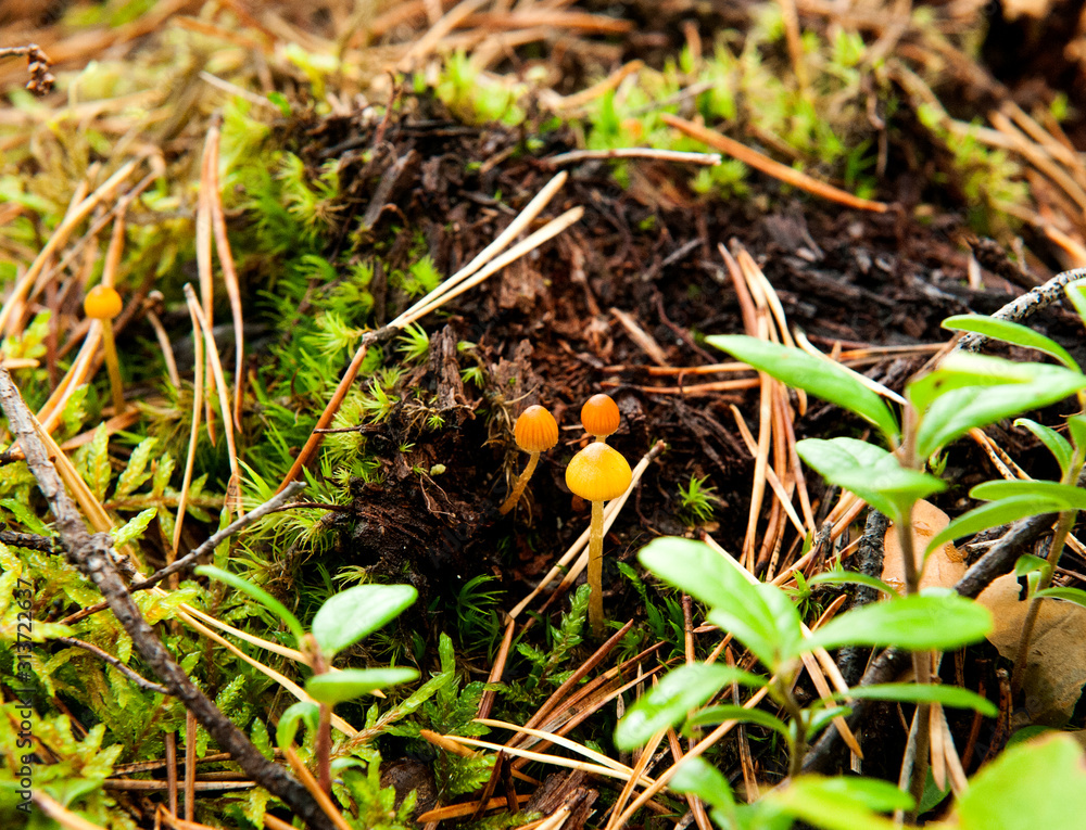 small inedible mushrooms, toadstools in moss in the autumn forest close-up small inedible mushrooms, toadstools in moss in the autumn forest close-up
