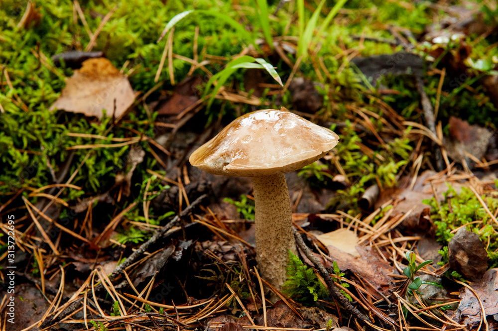 young edible mushroom boletus ,(лат. Leccinum). mushroom with a brown hat wet from the rain in the autumn forest.Close-up. young edible mushroom boletus ,(лат. Leccinum). mushroom with a brown hat wet from the rain in the autumn forest.Close-up.