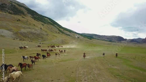 Altay aerial view of the shepherd drives the herd in the kurai steppe photo