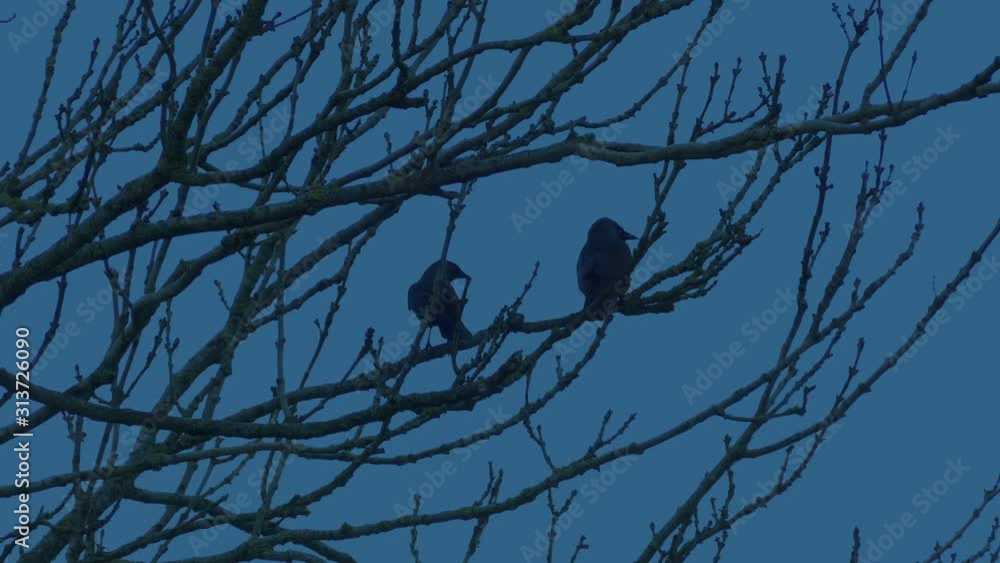 Birds Perch And Fly Away In The Evening Birds Perch And Fly Away In The Evening