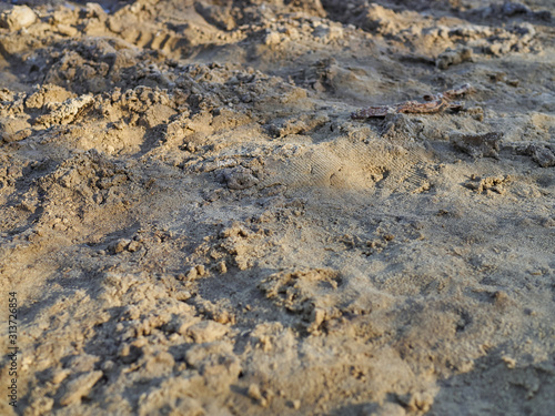 Bird tracks on a sandy beach with stones close-up