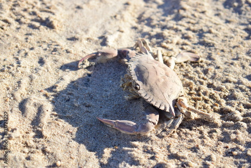 Crab in the sea sand