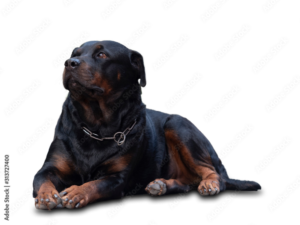 Obraz premium Rottweiler dogs that are fierce but cute and like to take pictures.