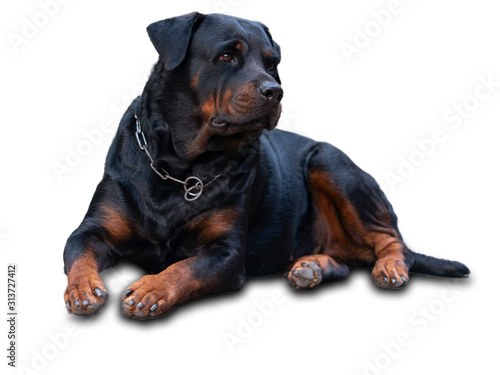 Rottweiler dogs that are fierce but cute and like to take pictures.