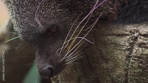 Close up of a watchful Binturong face. Static photo