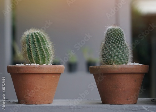 Close up Cactus plant on pot