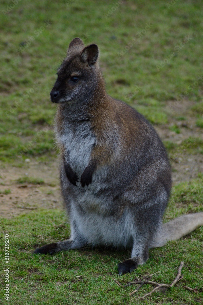 wallaby sitting wallaby sitting