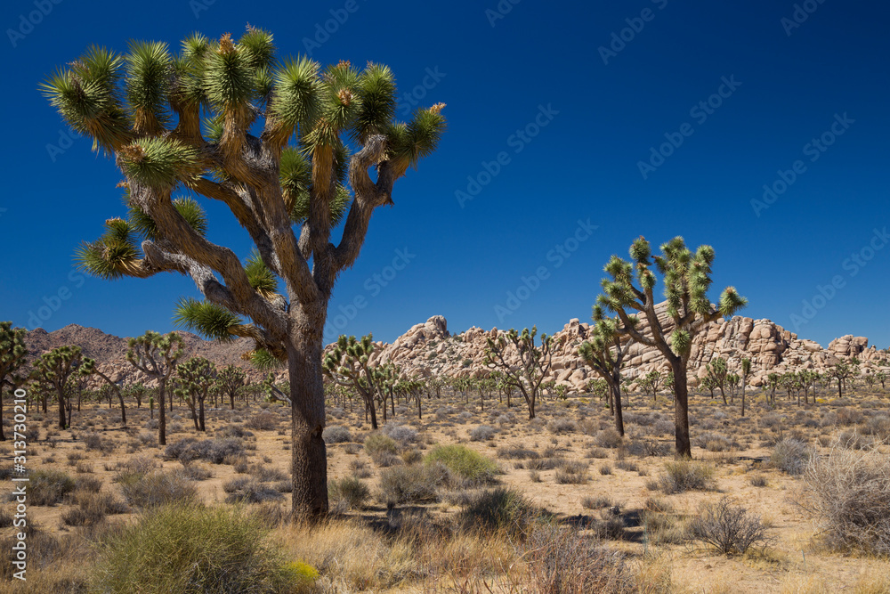 Joshua Trees (Yucca brevifolia). Beside Park Blvd, Joshua Tree National Park, California, USA