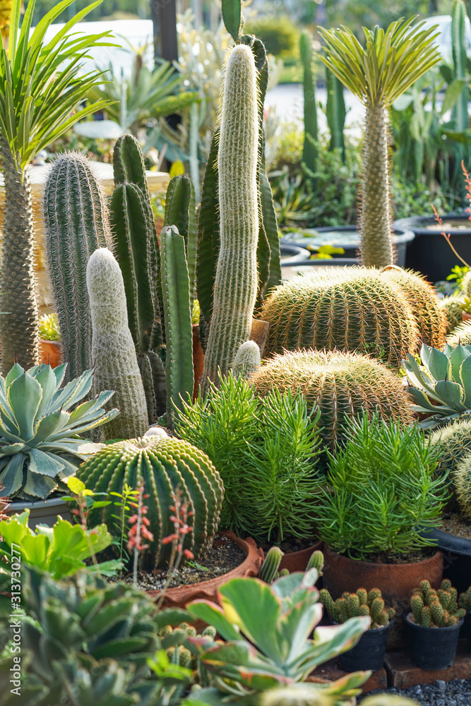 variety of succulents and cacti variety of succulents and cacti