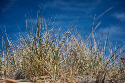 Beach grasses at Falmouth, North East Tasmania