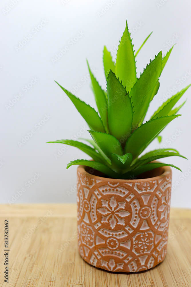 Succulent in Terra Cotta Pot Succulent in Terra Cotta Pot