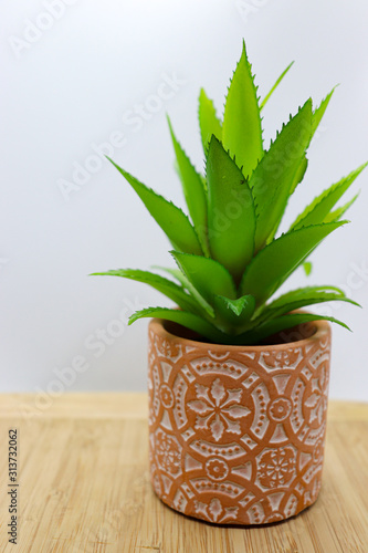 Succulent in Terra Cotta Pot