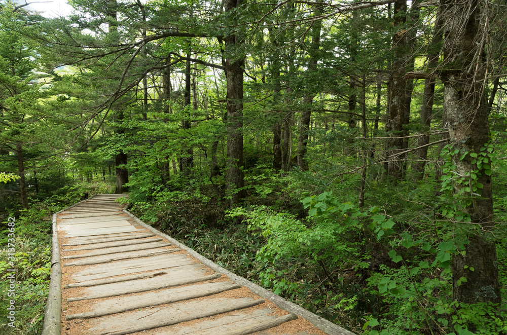 Obraz premium wooden foot bridge on hiking trail in Hotaka mountain range, Kamikochi national park, Kamikochi, Japan