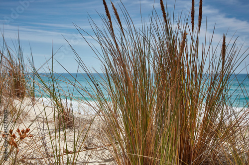 Beach grasses at Falmouth  North East Tasmania