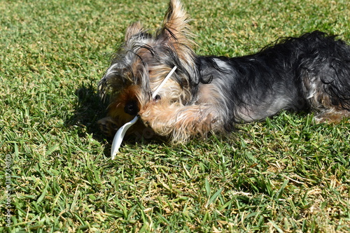 PERRO PEQUEÑO JUGANDO CON CUCHARA