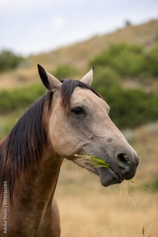 Naklejka premium Horses in Pasture