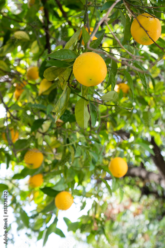 Lemon Fruit Hanging in a Tree