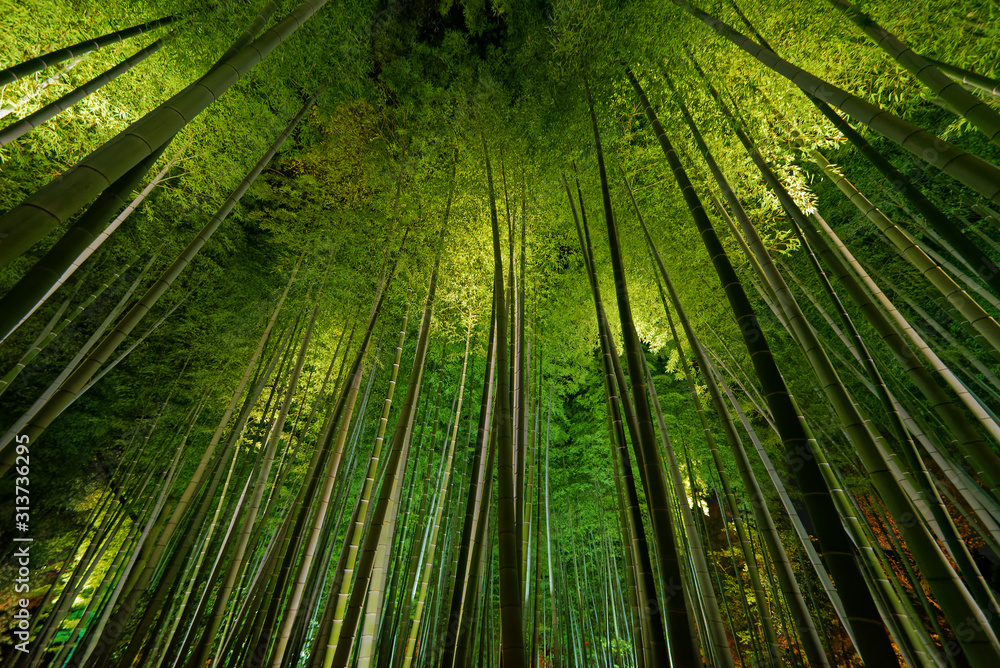 Fototapeta Bamboo grove, bamboo forest in Arashiyama, Kyoto, Japan