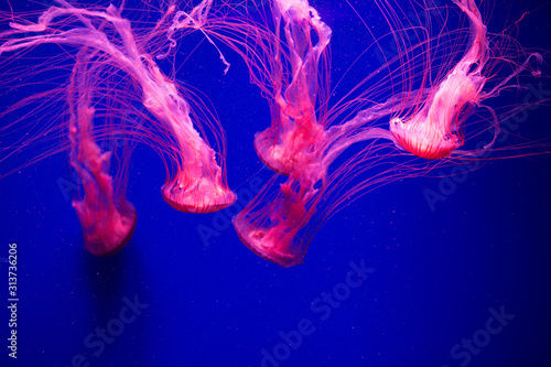 Colorful Jellyfish underwater. Jellyfish moving in water.