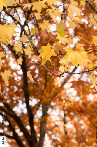 Maple Trees Seasonal Color Changes © Ida