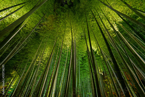Bamboo grove, bamboo forest in Arashiyama, Kyoto, Japan © leeyiutung