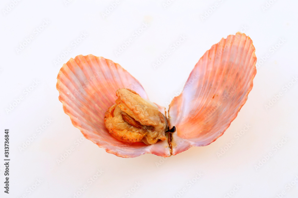 Scallops isolated on a white background