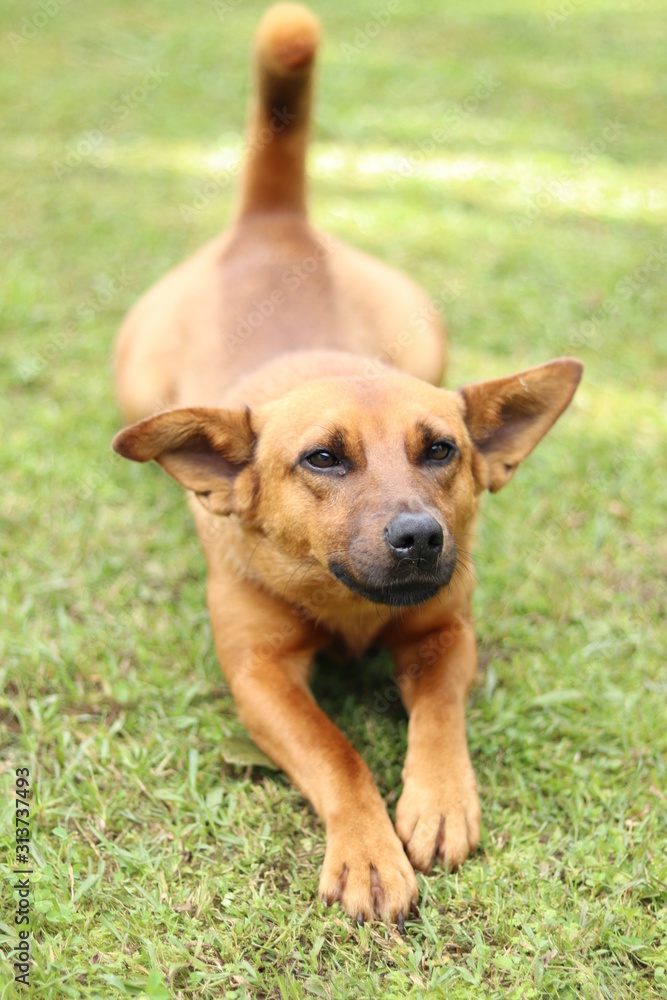 lazy brown dog stretching on green grass with its tail raised lazy brown dog stretching on green grass with its tail raised