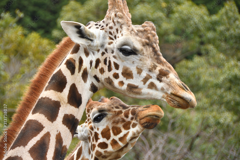 Obraz premium アミメキリン