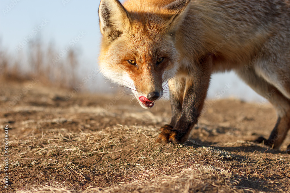 The fox fled in an attack right at you.