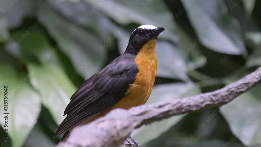 A beautiful White Crowned Robin perched on a tree branch chirping and calling - Close up A beautiful White Crowned Robin perched on a tree branch chirping and calling - Close up
