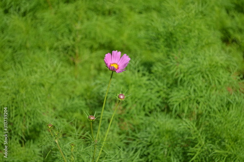 Bright pink flowers In the middle of a natural green bush