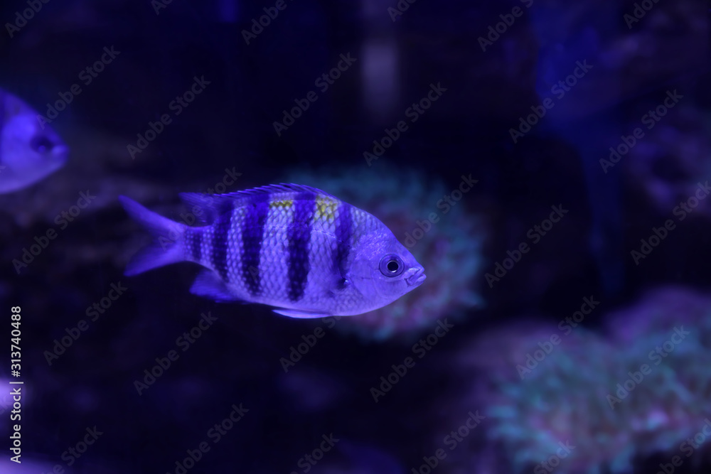 Beautiful sergeant major fish swimming in clear toned blue aquarium Beautiful sergeant major fish swimming in clear toned blue aquarium