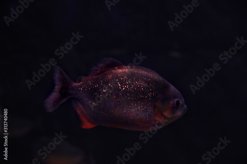 Shiny piranha fish swimming in dark aquarium