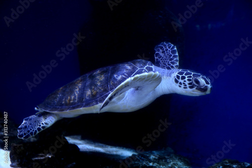 Beautiful turtle swimming in clear aquarium water