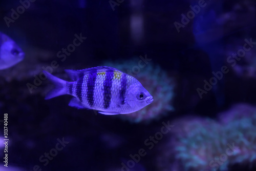 Beautiful sergeant major fish swimming in clear toned blue aquarium