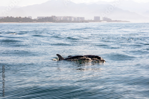 Dolphins swimming in blue ocean water in Puerto Vallarta, Jalisco, Mexico © Faina Gurevich