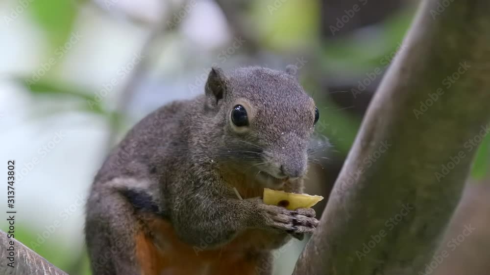 An adorable Plantain Squirrel enjoying a piece of fruit up on a tree branch - Slow motion An adorable Plantain Squirrel enjoying a piece of fruit up on a tree branch - Slow motion