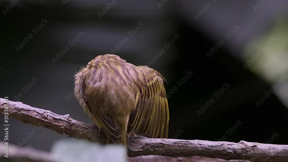 An adorable small Weaver bird grooming itself while perched on a tree branch, back view - Close up An adorable small Weaver bird grooming itself while perched on a tree branch, back view - Close up