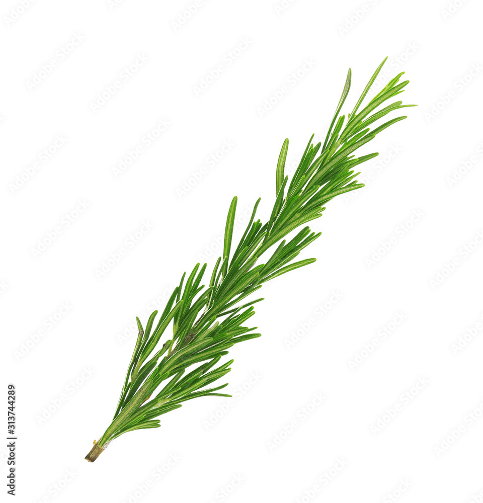 Fresh green rosemary isolated on white. Aromatic herb Fresh green rosemary isolated on white. Aromatic herb