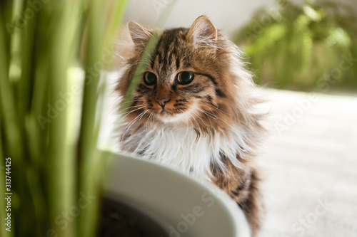 Adorable cat near houseplant on floor at home photo