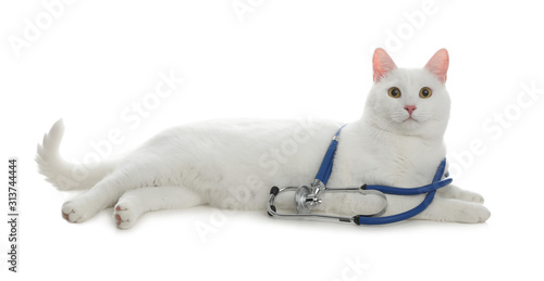 Cute cat with stethoscope as veterinarian on white background © New Africa