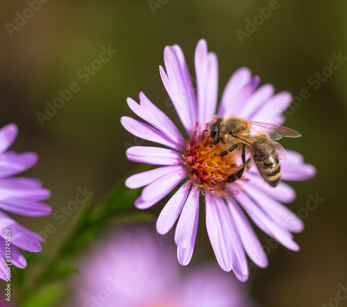 honey bee (apis mellifera) collecting pollen on aster dumosus (symphyotrichum) blossom in botanical garden