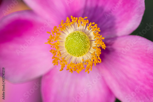 close up of single pink windflower  anemone  blossom in botanical garden