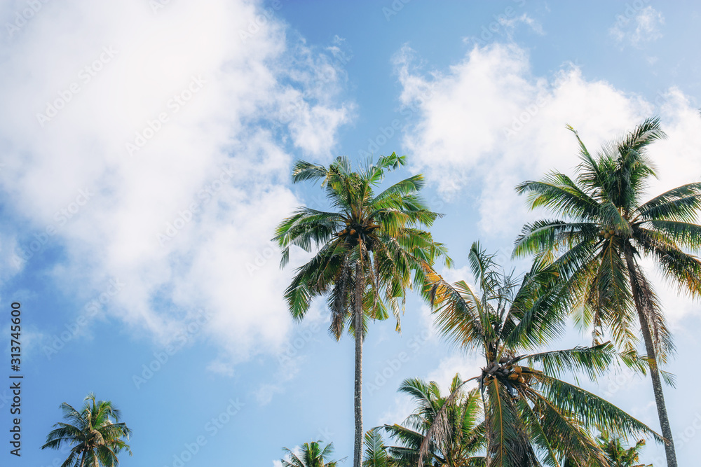 Coconut tree with sky.