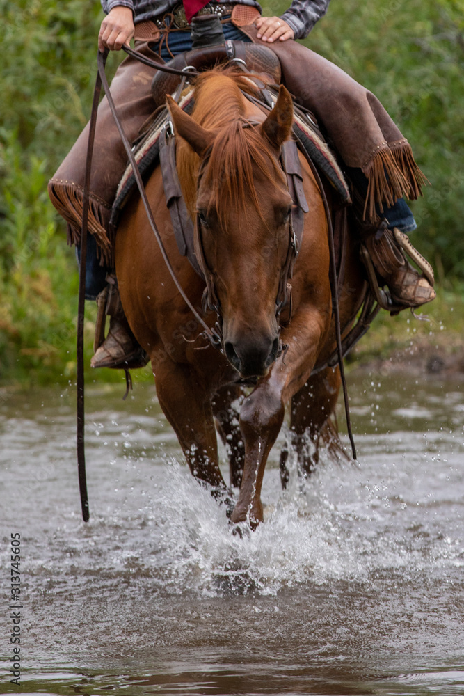 Horseback Riding in Creek Horseback Riding in Creek