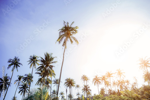 Coconut tree with sunset. © RK1919