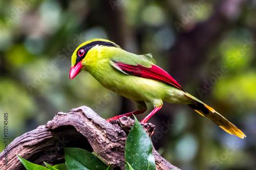 Yellow-breasted Magpie photo