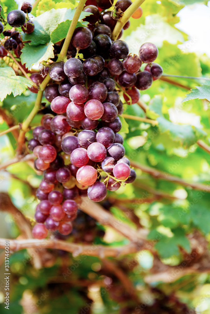 Red grapes on tree in vineyard. Red grapes on tree in vineyard.