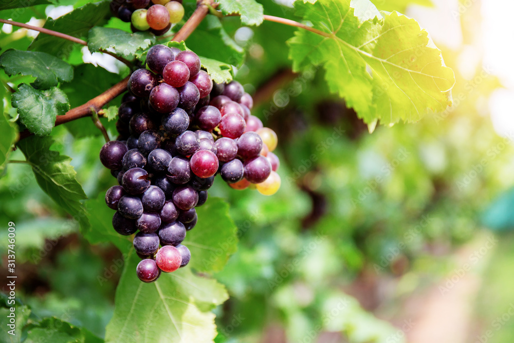 Red grapes on tree with sunlight.